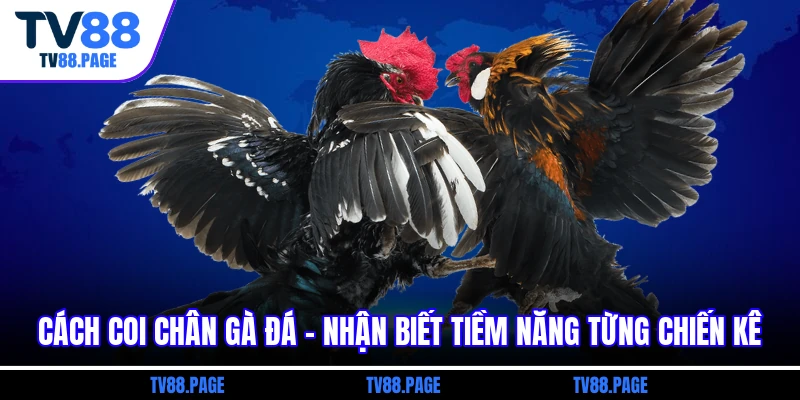 Cách coi chân gà đá