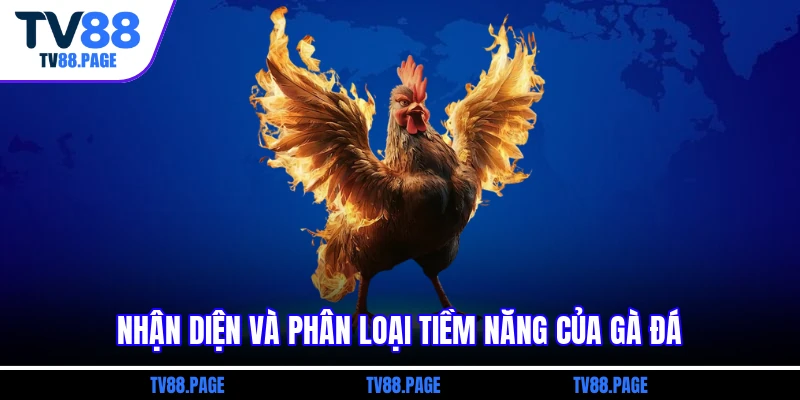 Nhận diện và phân loại tiềm năng của gà đá