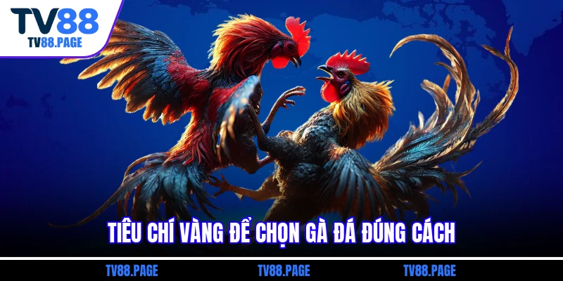Tiêu chí vàng để chọn gà đá đúng cách